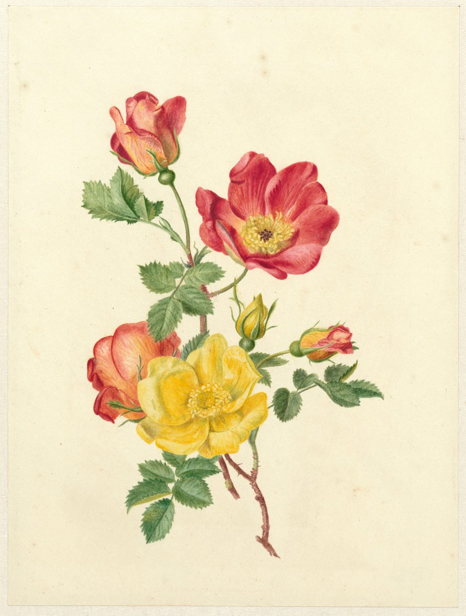 Espeto de rosas selvagens de Antoinette Luden