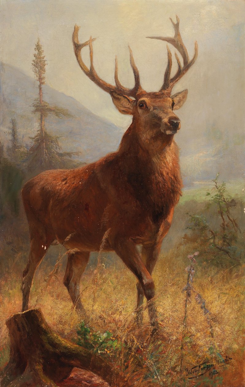 Veado de troféu em uma paisagem aberta de Anton Weinberger