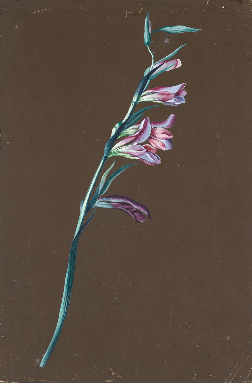 Lilie de Anton Hartinger
