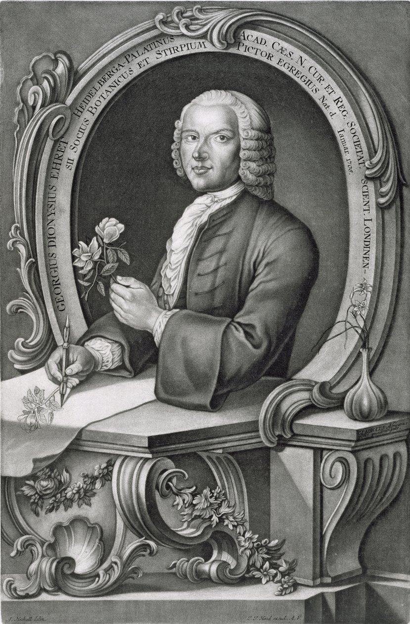 Retrato de Georg Dionysius Ehret (1710-70) gravado por Johann Jakob Haid (1704-67) de Anton Heckel