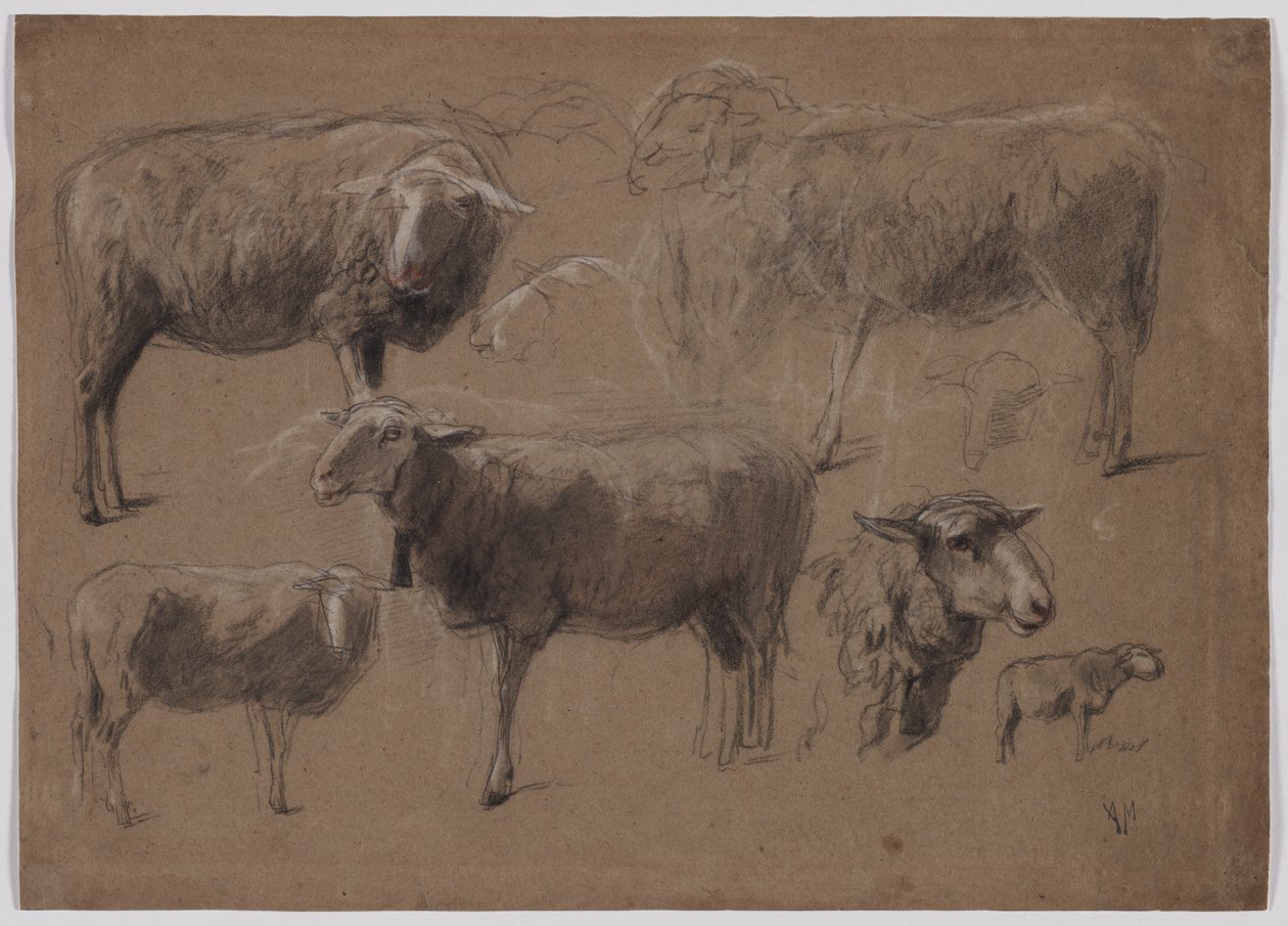 Estudos de ovinos, segundo semestre de 1800. de Anton Mauve