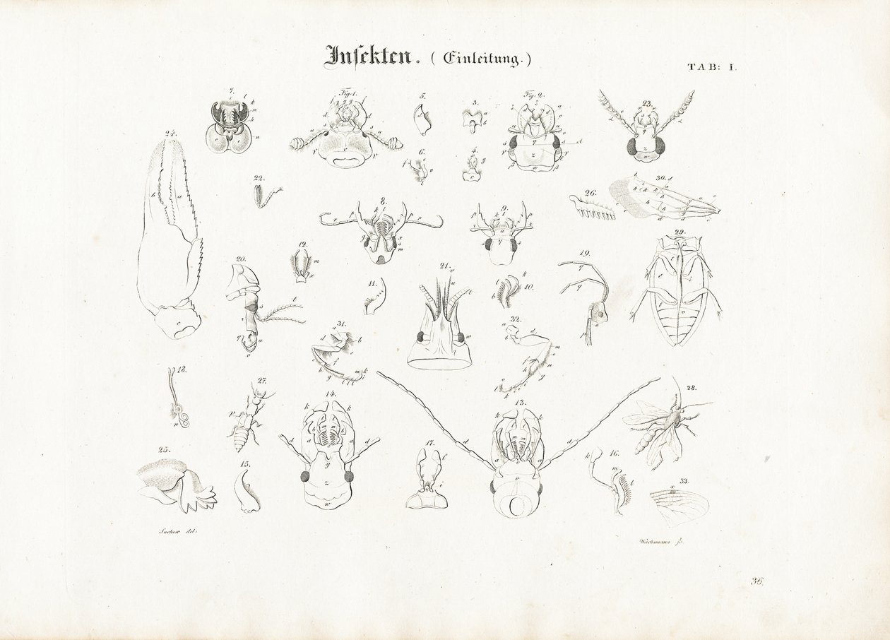 Anatomia dos insectos de Anton Wachsmann