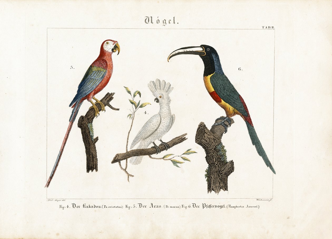 Catatua, arara e tucano de Anton Wachsmann