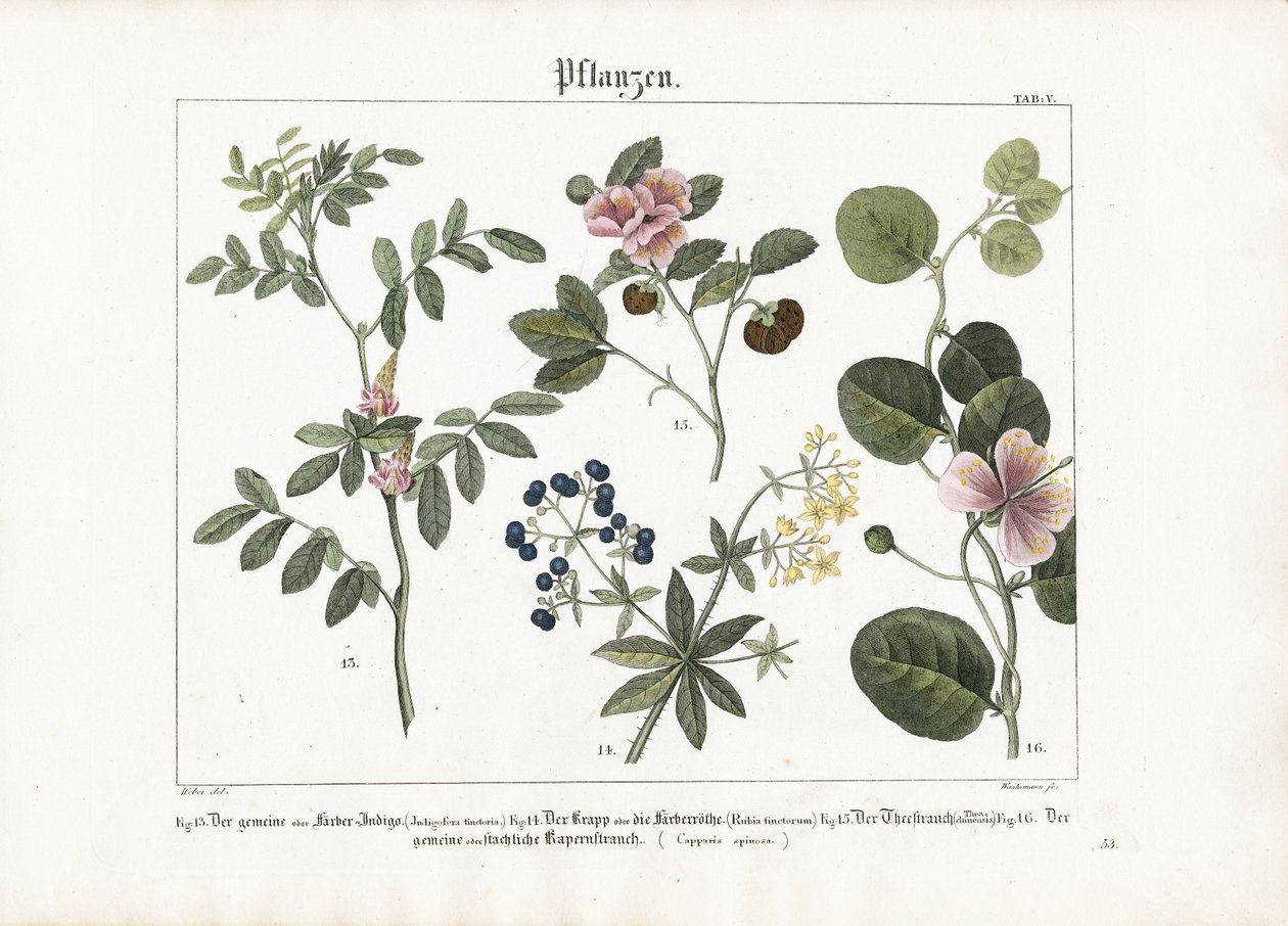 Plantas tintureiras e Caper Bush de Anton Wachsmann