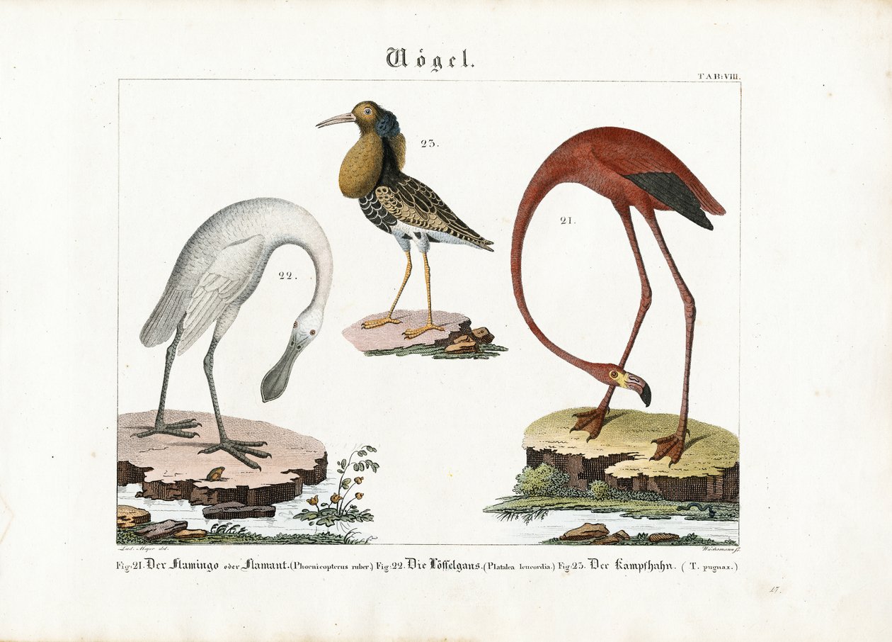 Flamingo, Colhereiro e Ruff de Anton Wachsmann