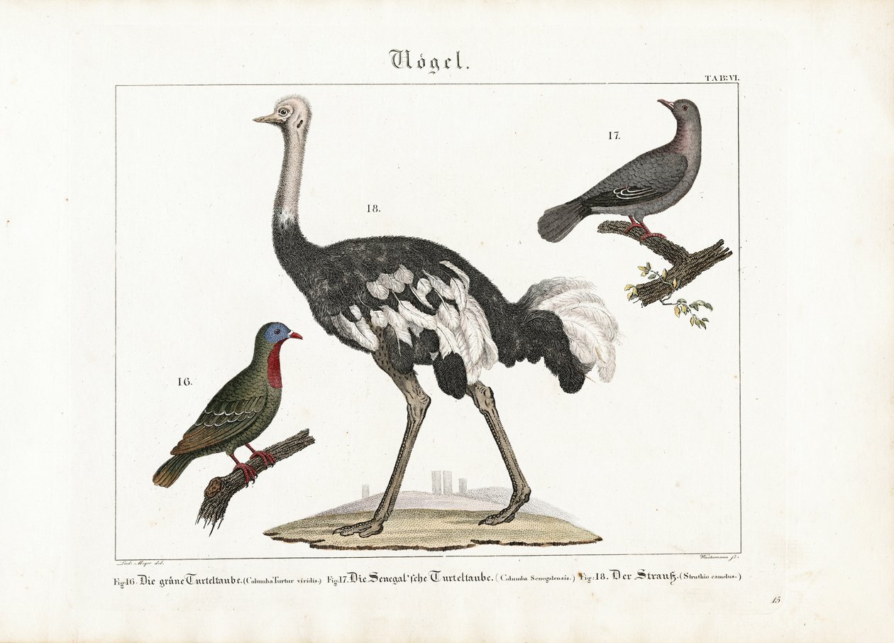 Pombo verde, pomba risonha e avestruz africana de Anton Wachsmann