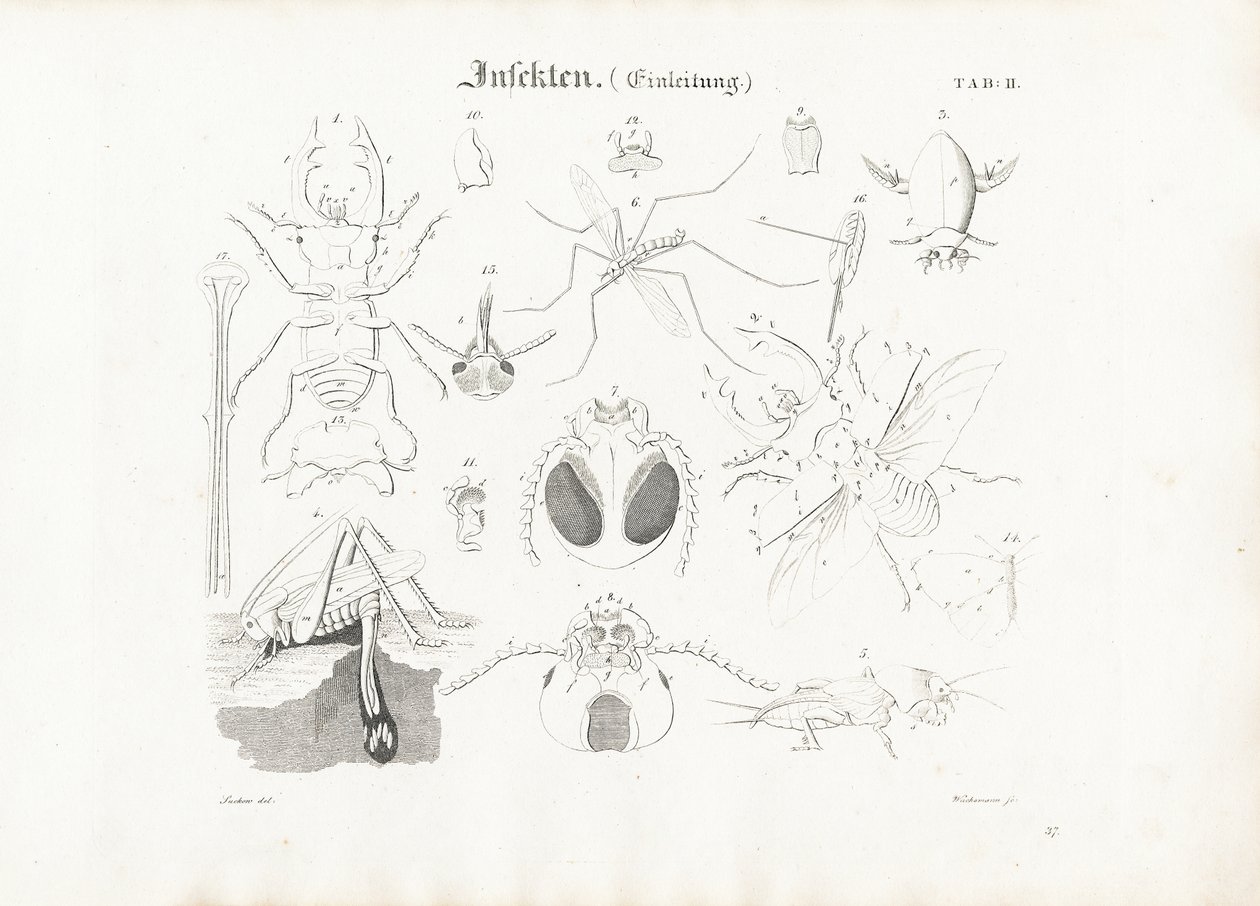 Anatomia dos insectos de Anton Wachsmann
