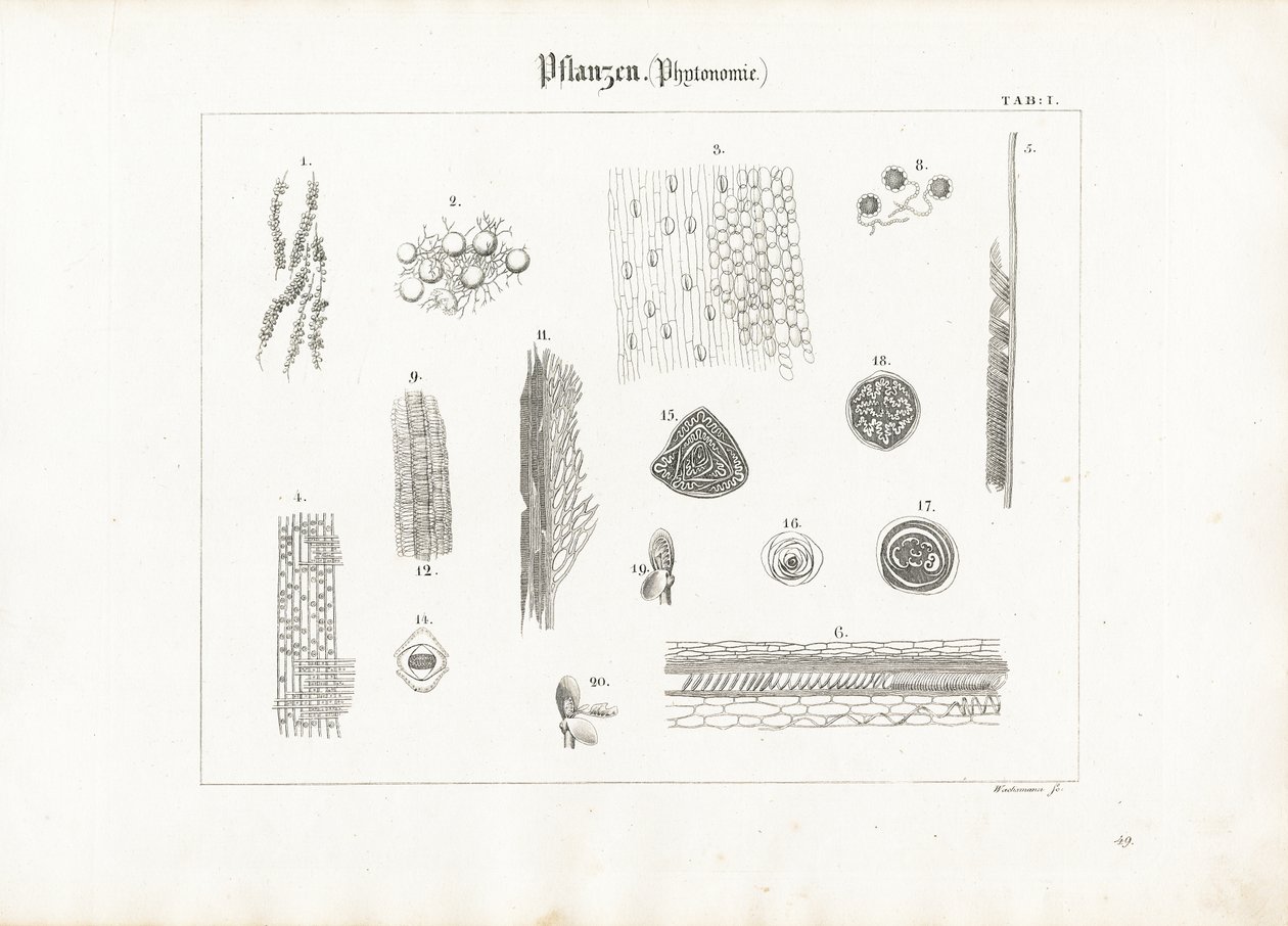 Anatomia vegetal (Fitotomia) de Anton Wachsmann