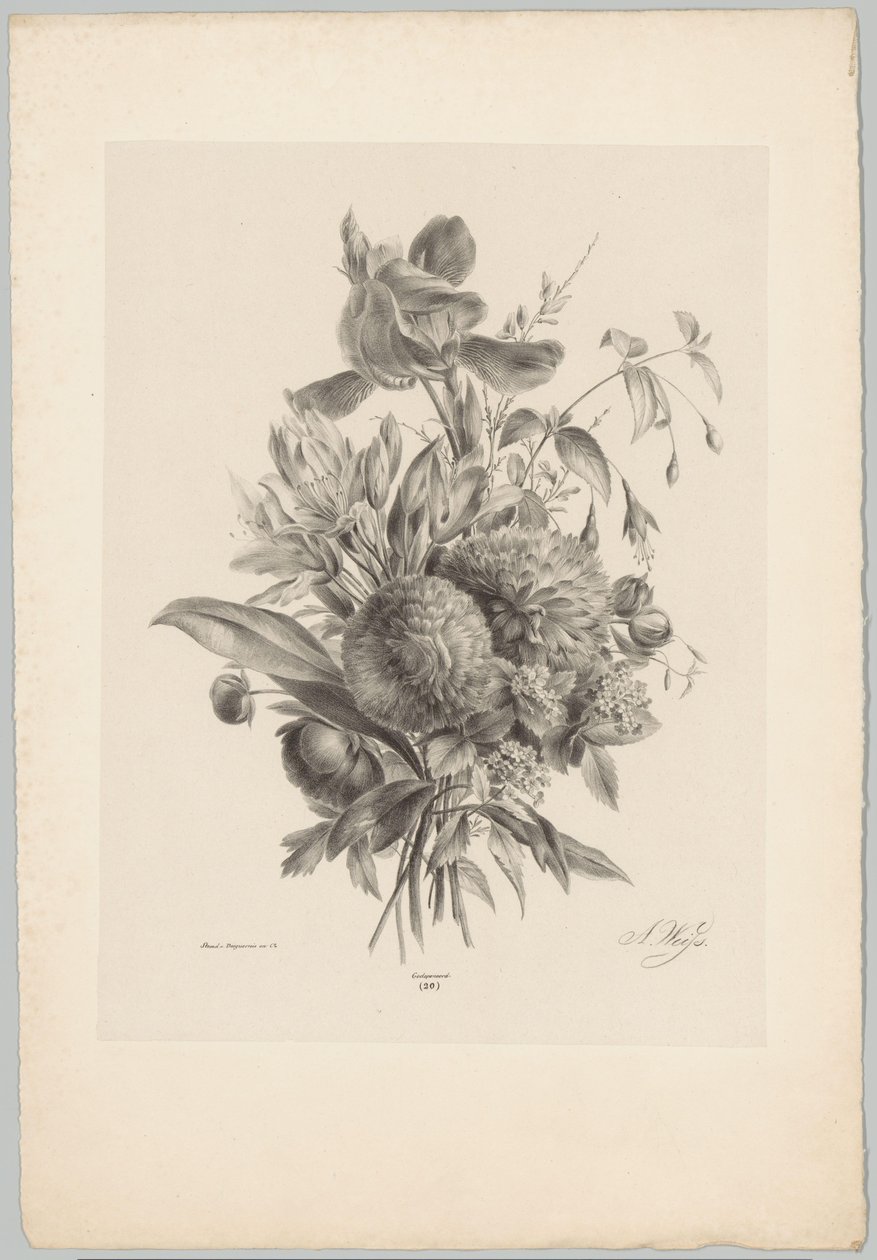 Cravos e lírios
Flor e Fruta Studien (...) 10ª prestação (título da série) de Anton Weiss