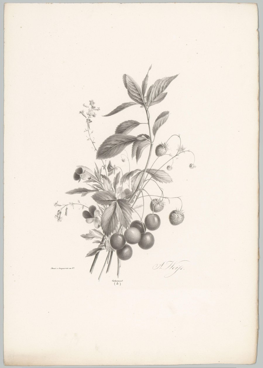 Flores, morangos e cerejas
Flor e Fruta Studien (...) 10ª prestação (título da série) de Anton Weiss