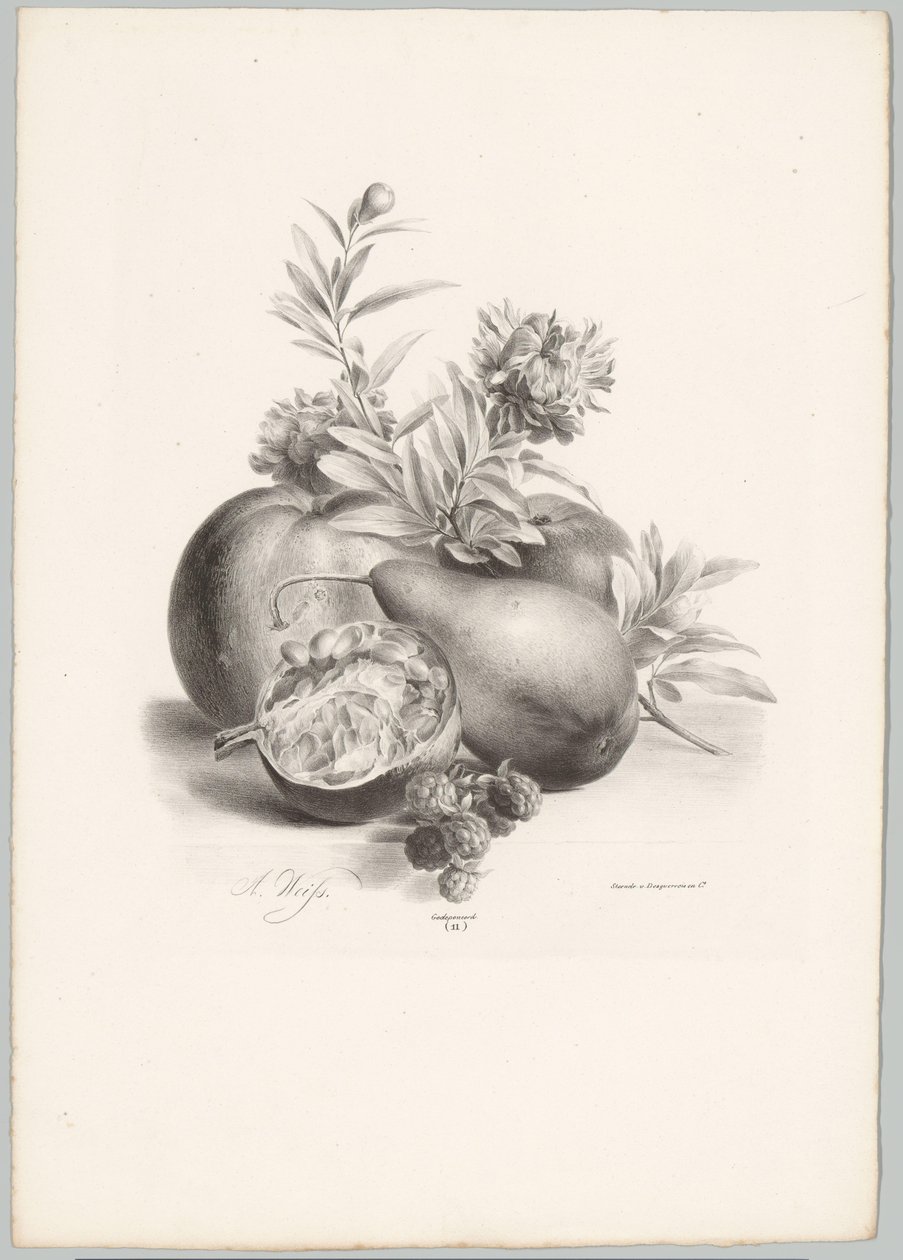 Flores, maçãs, peras, romãs e amoras silvestres
Estudos de Flores e Frutos (...) 10ª prestação (título da série) de Anton Weiss