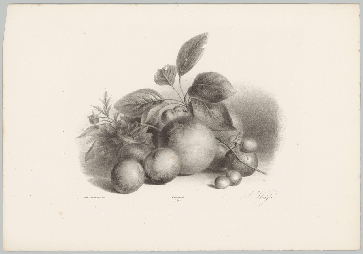 Flores, nectarinas e avelãs
Estudos de Flores e Frutos (...) 10ª prestação (título da série) de Anton Weiss