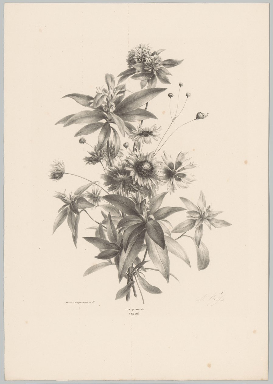 Flores diversas
Flor e Fruta Studien (...) 10ª edição (título da série) de Anton Weiss