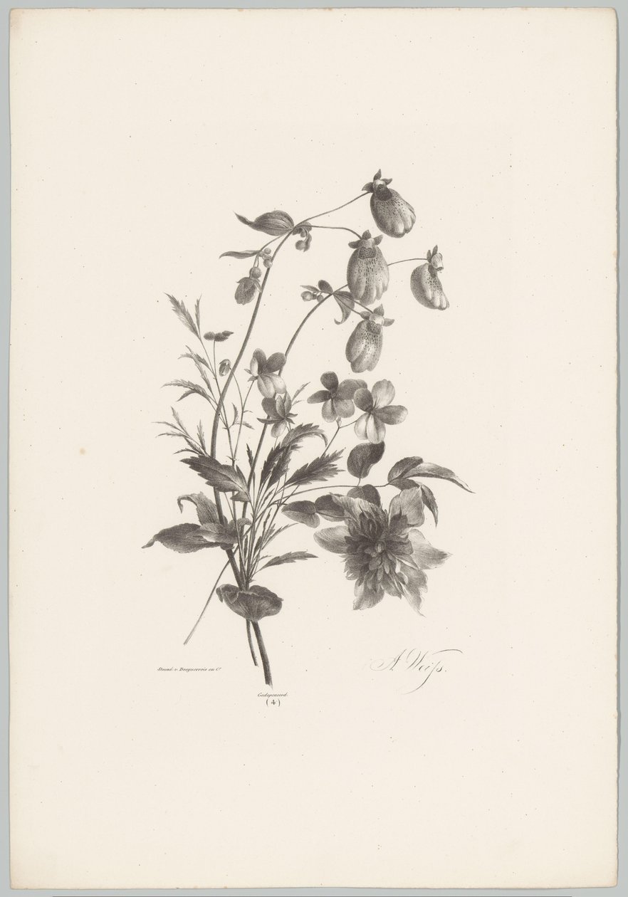 Flores diversas
Flor e Fruta Studien (...) 10ª edição (título da série) de Anton Weiss