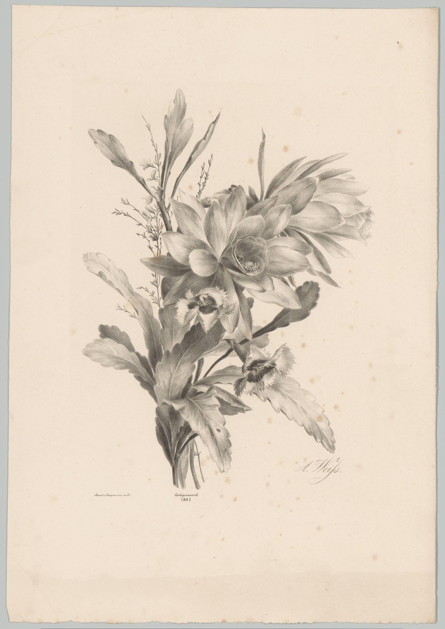 Flores diversas
Flor e Fruta Studien (...) 10ª edição (título da série) de Anton Weiss