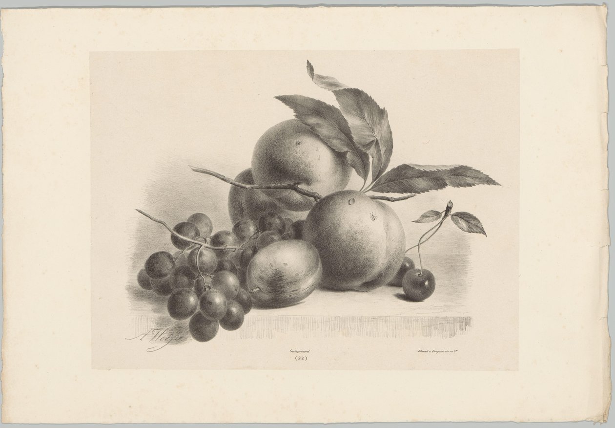 Uvas, ameixas, pêssegos e cerejas
Flor e Fruta Studien (...) 10ª edição (título da série) de Anton Weiss