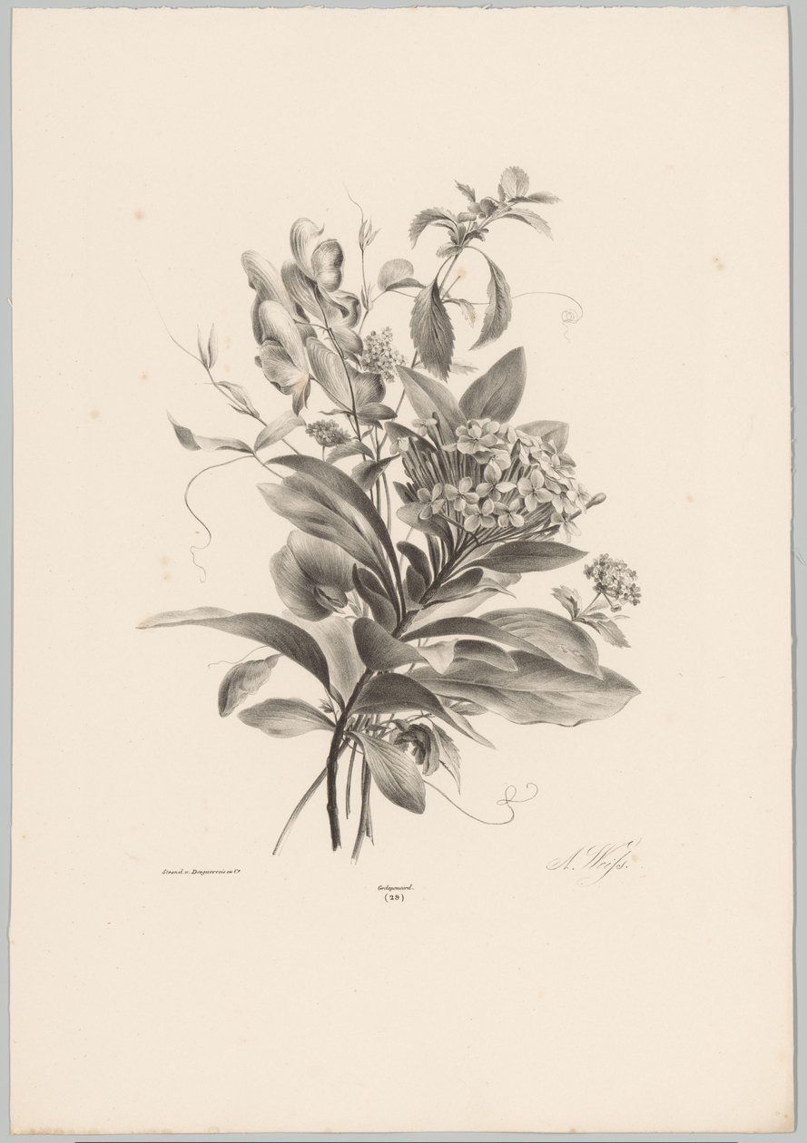 Hortênsias e outras flores
Flor e Fruta Studien (...) 10ª edição (título da série) de Anton Weiss