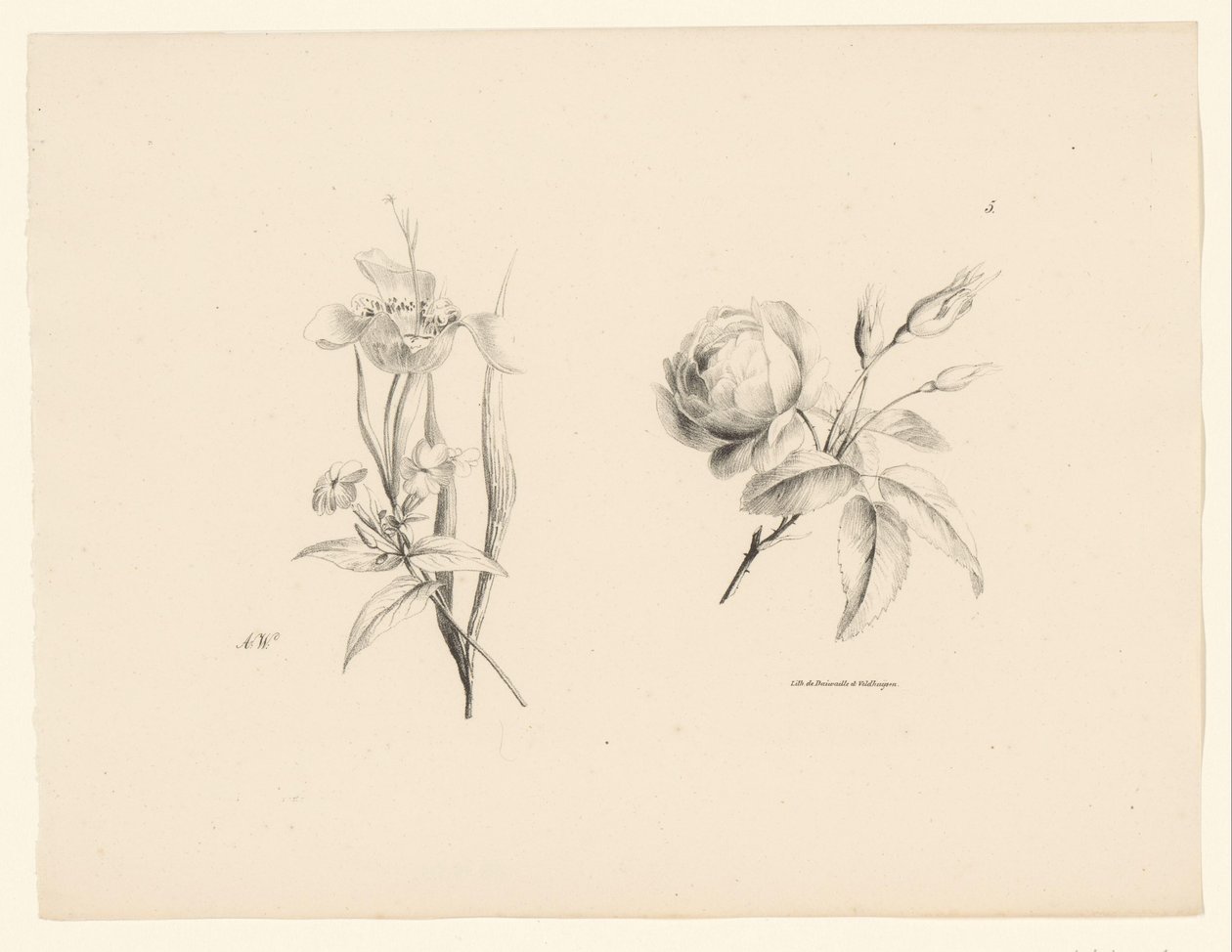 Rosas e outras flores
Flores e frutos (título da série) de Anton Weiss