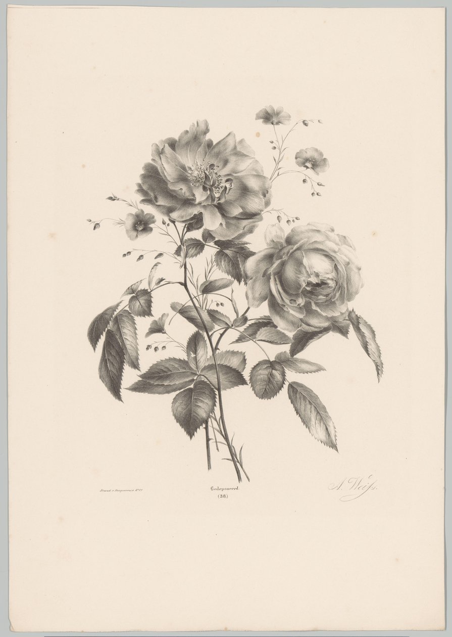 Rosa e flor de cravo
Flor e Fruta Studien (...) 10ª prestação (título da série) de Anton Weiss