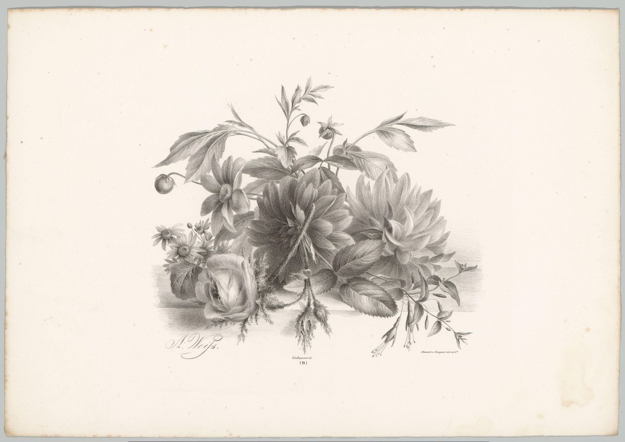 Rosas, dahlias e fúcsia
Flor e Fruta Studien (...) 10ª prestação (título da série) de Anton Weiss