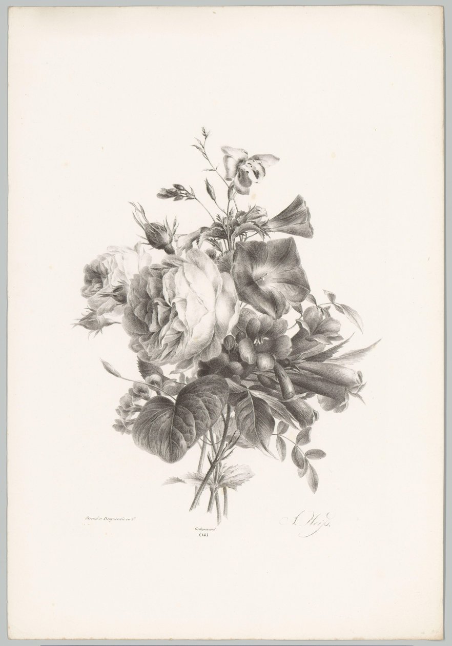 Rosas e flores de cálice
Flor e Fruta Studien (...) 10ª edição (título da série) de Anton Weiss