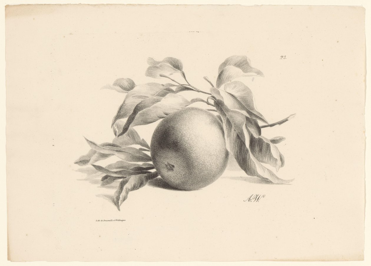 Laranja Frutas (título da série) de Anton Weiss