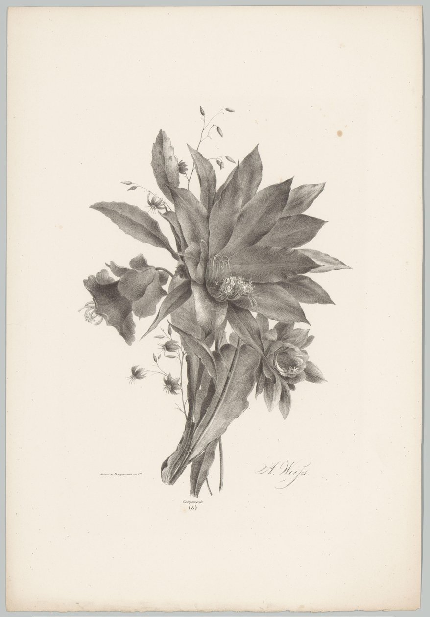 Flores em forma de estrela e sino
Flor e Fruta Studien (...) 10ª edição (título da série) de Anton Weiss