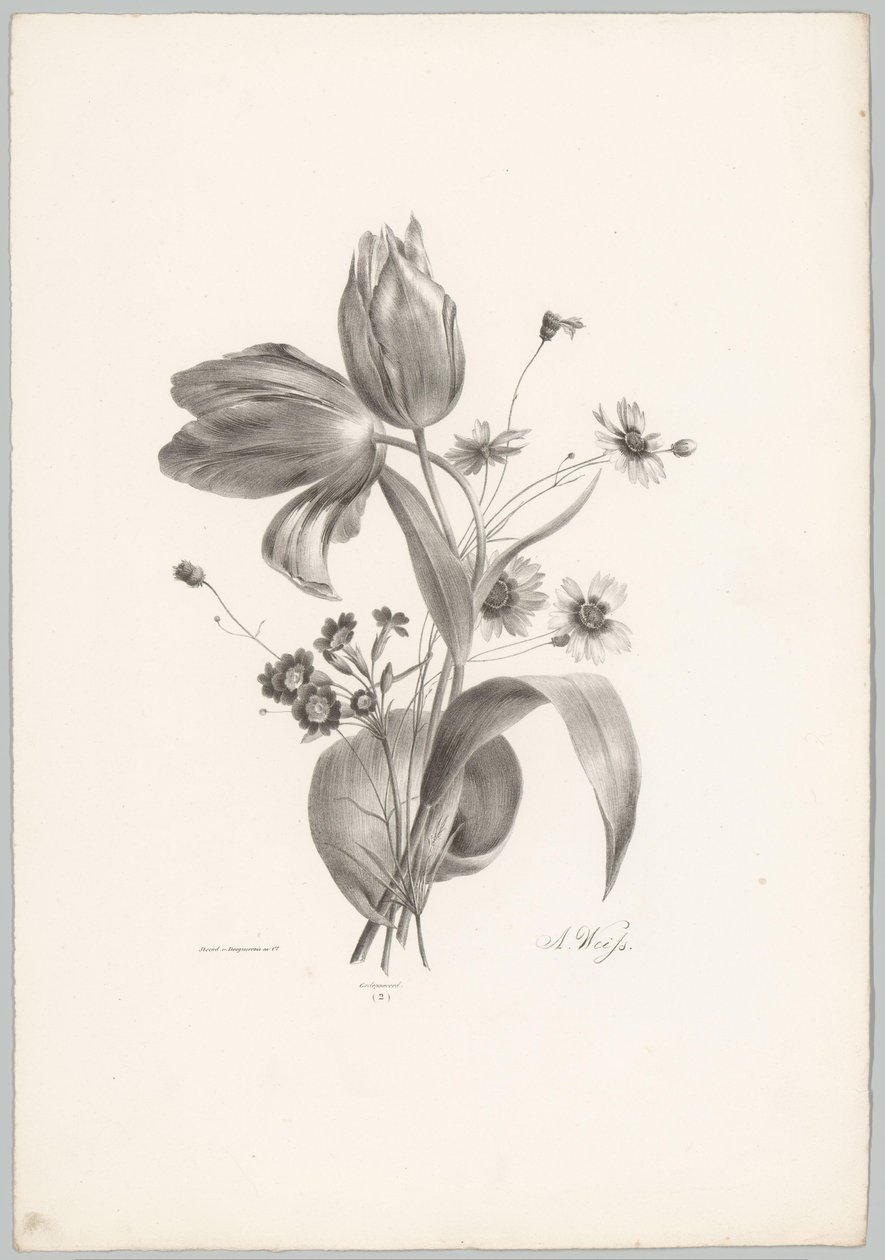 Tulipas e margaridas
Flor e Fruta Studien (...) 10ª prestação (título da série) de Anton Weiss
