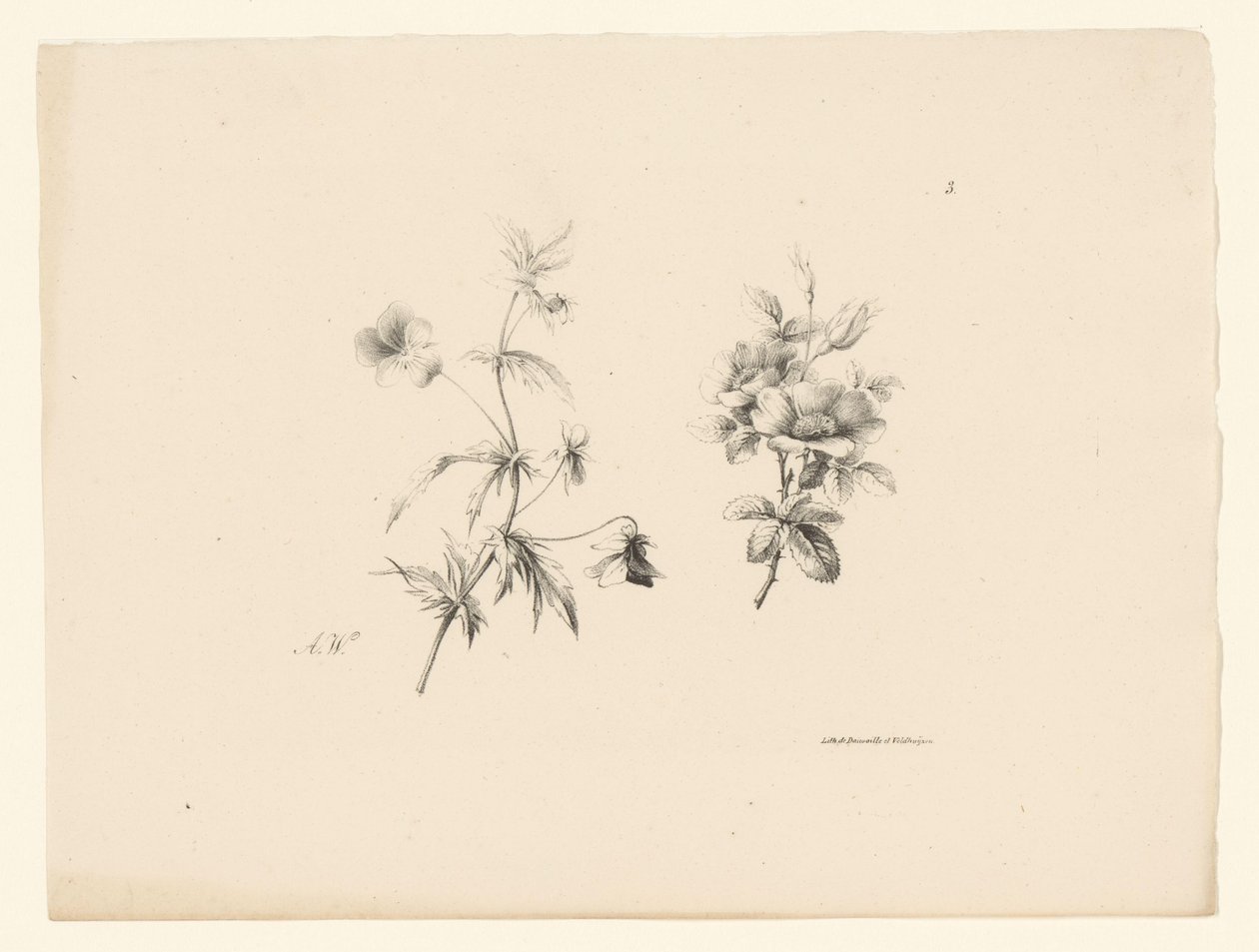 duas flores Flores e frutas (título da série) de Anton Weiss