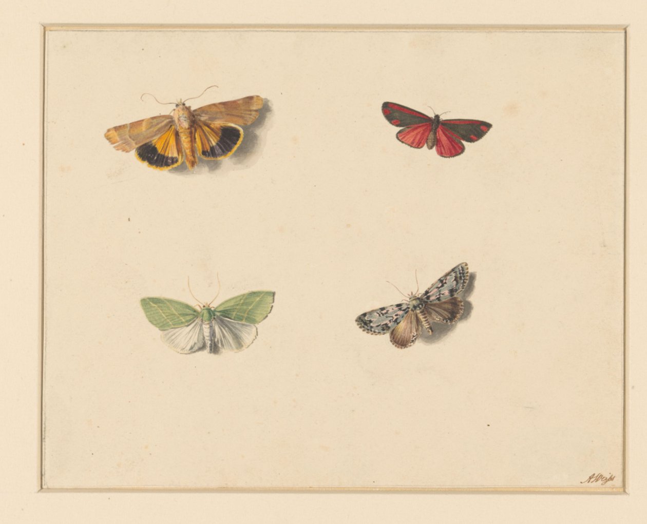 Quatro borboletas de Anton Weiss