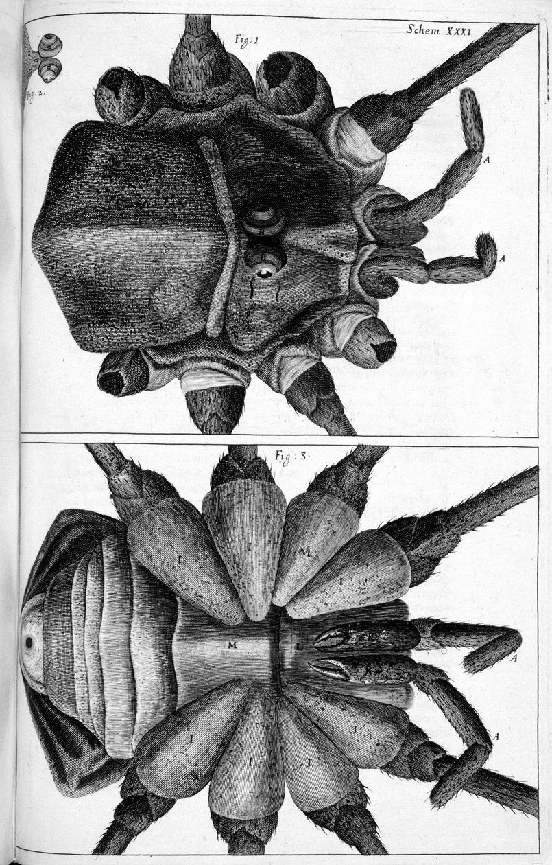 Microscopia de Frederick (attr. to) Barnard