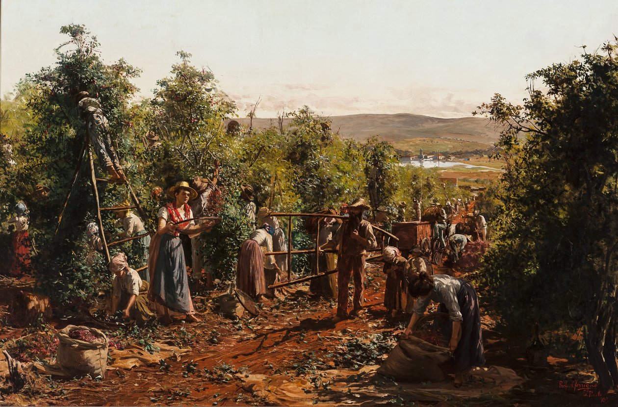  A colheita, Fazenda Santa Gertrudes - Araras, SPn de Antonio Ferrigno