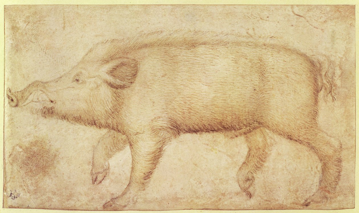 Um javali (giz e tinta sobre velino) de Antonio Pisanello