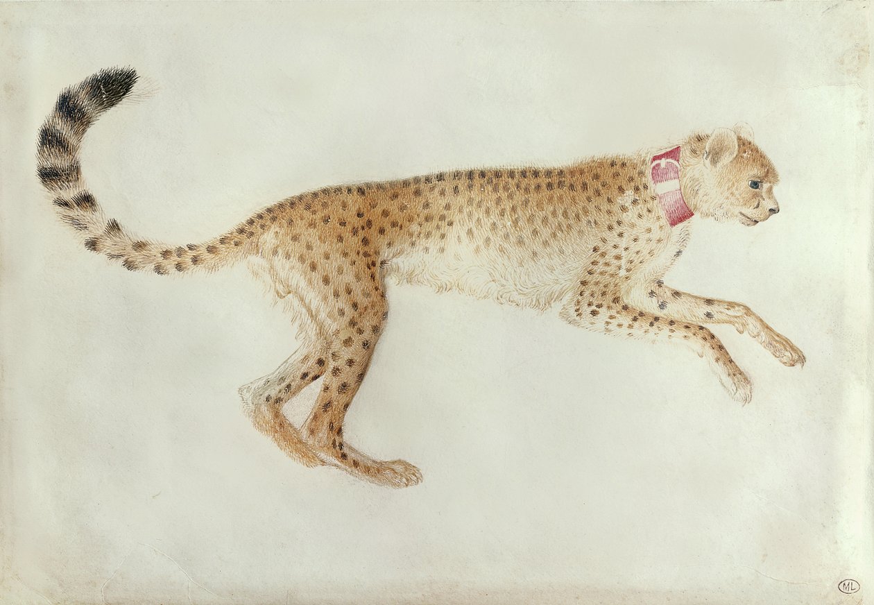 Chita rastejante com gola vermelha (wc no pergaminho) de Antonio Pisanello
