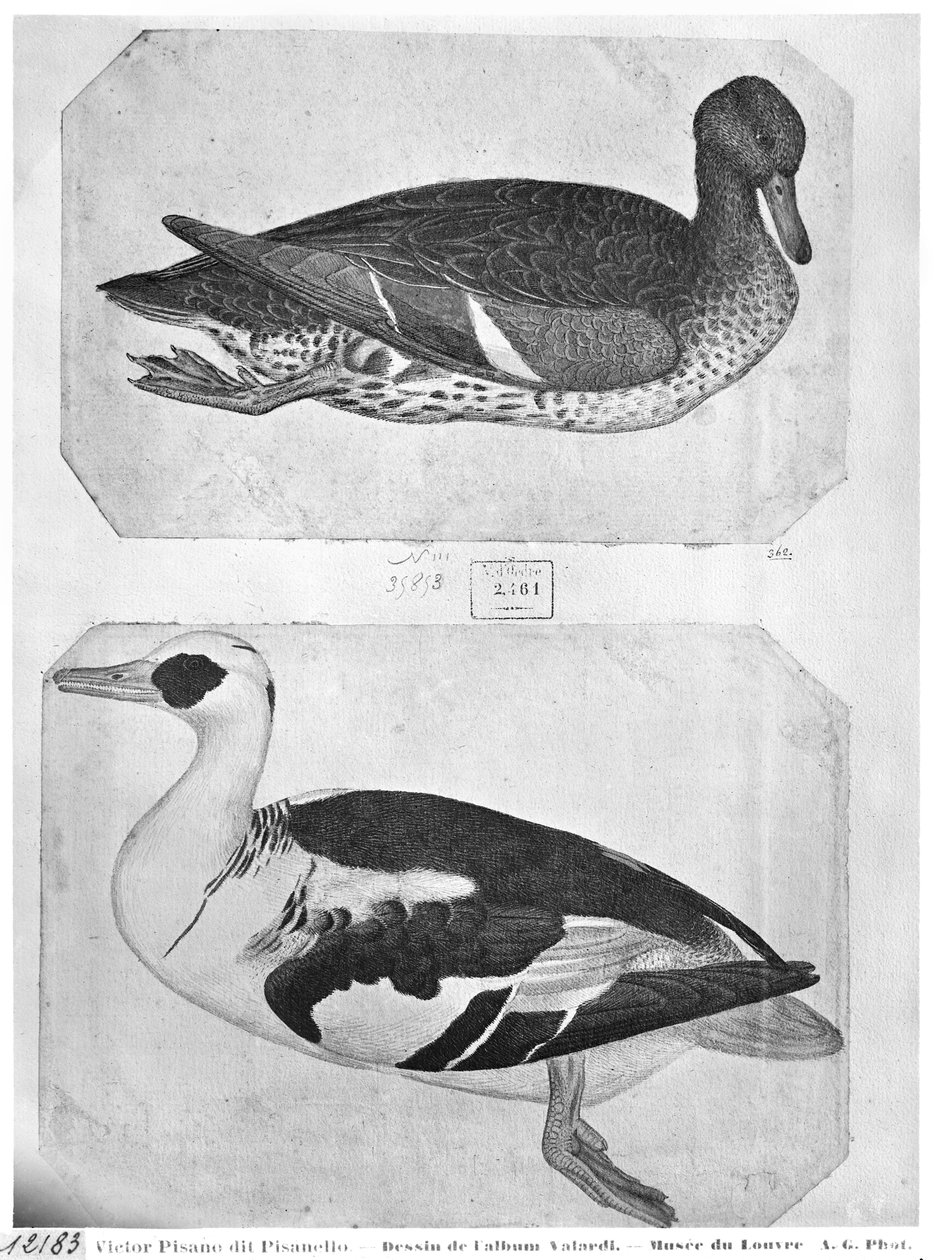 Patos, do The Vallardi Album (caneta, tinta e wc no papel) de Antonio Pisanello
