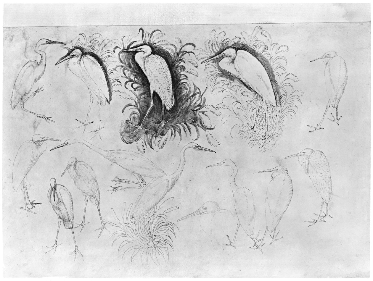 Catorze garças, do The Vallardi Album (caneta, tinta e wc no papel) de Antonio Pisanello
