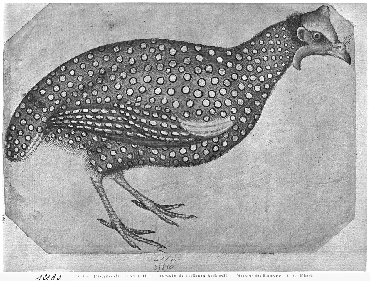 Pintada, do The Vallardi Album (caneta e tinta e wc no papel) de Antonio Pisanello