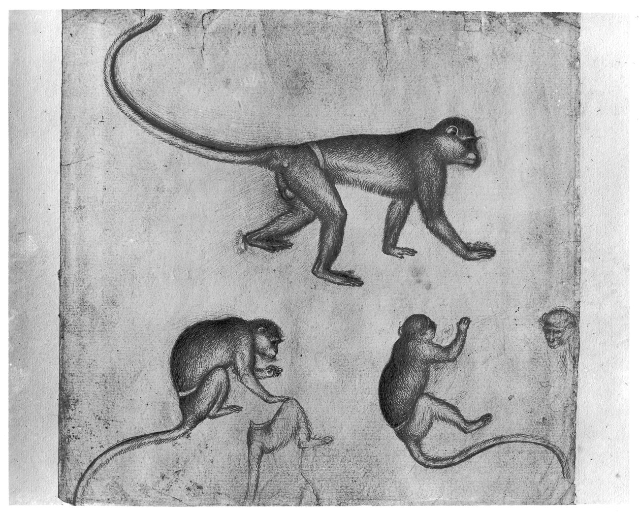 Macacos, do Álbum Vallardi de Antonio Pisanello