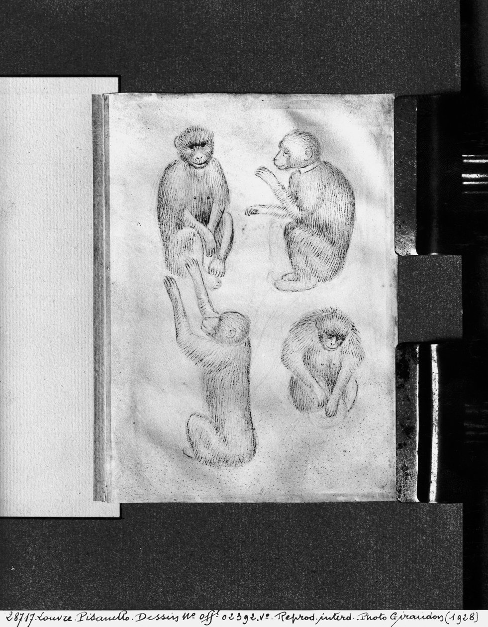 Macacos, do Álbum Vallardi de Antonio Pisanello
