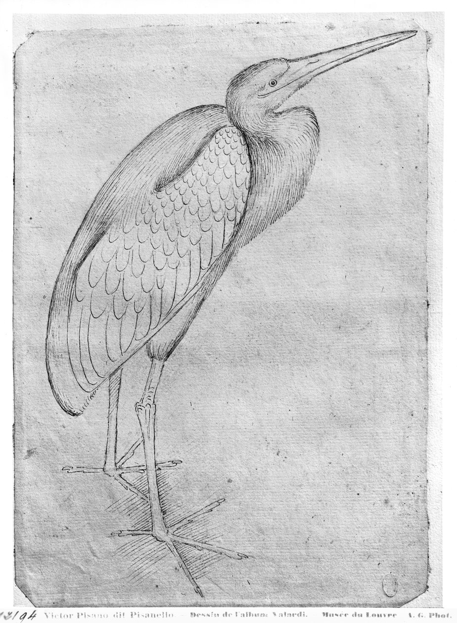 Pelicano, do álbum The Vallardi de Antonio Pisanello