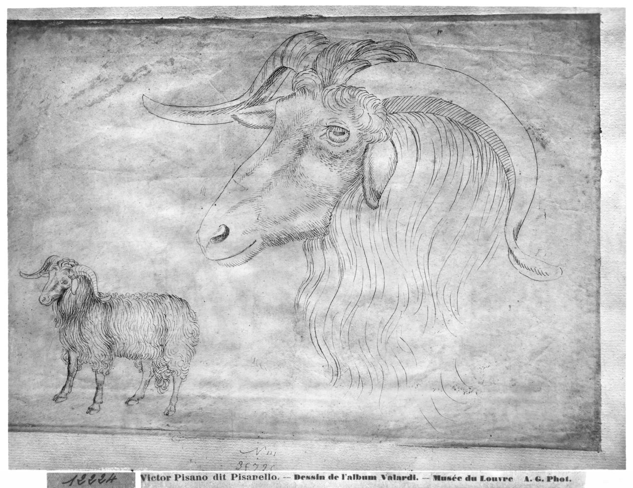 Ram e cabeça de um carneiro, do The Vallardi Album de Antonio Pisanello