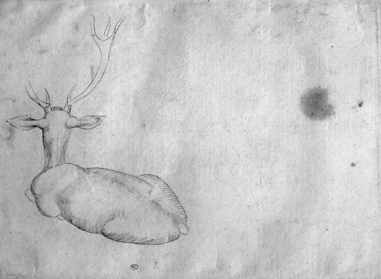 Veado de costas, visto de trás, do The Vallardi Album de Antonio Pisanello