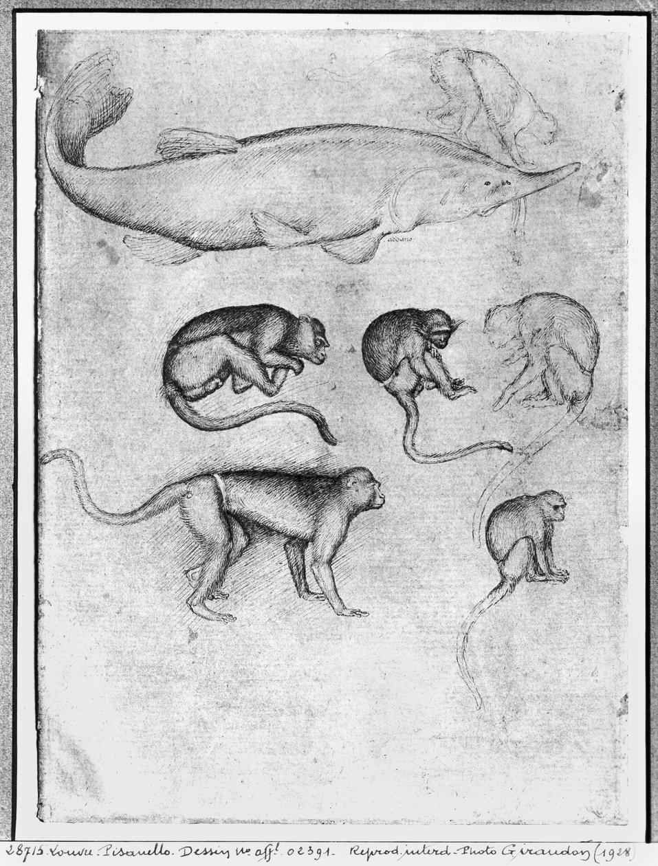 Seis macacos e um esturjão, do álbum Vallardi de Antonio Pisanello