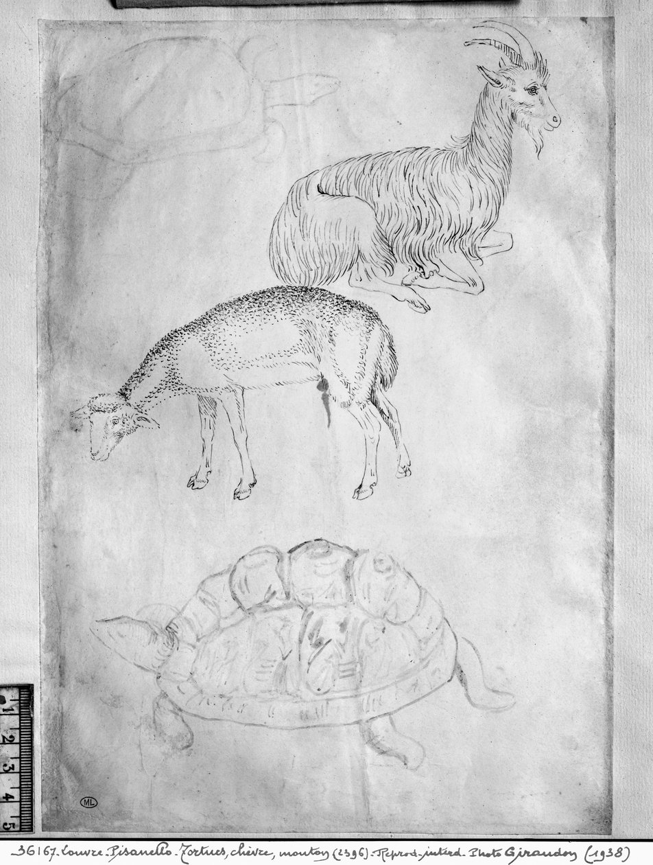 Duas tartarugas, cabras e ovelhas, do The Vallardi Album de Antonio Pisanello