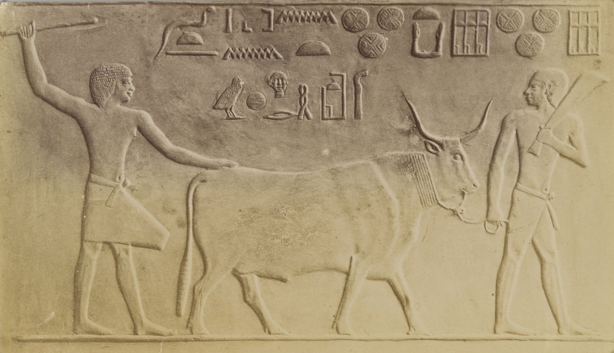 Touro Sagrado em Saqqara de Antonio Beato