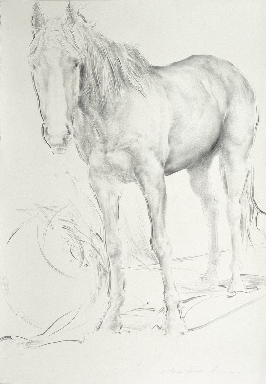 Cavalo em Coolmore, 1990 (carvão sobre papel) de Antonio Ciccone