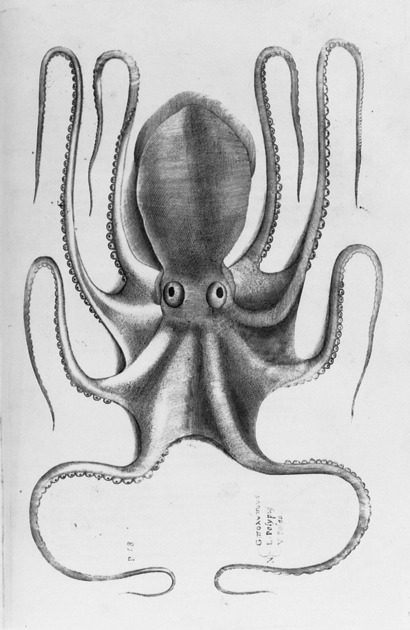 Ilustração da "História dos animais de Aquatilium, o primeiro livro" de Ippolito Saluiani, 1554 de Antonio Lafreri
