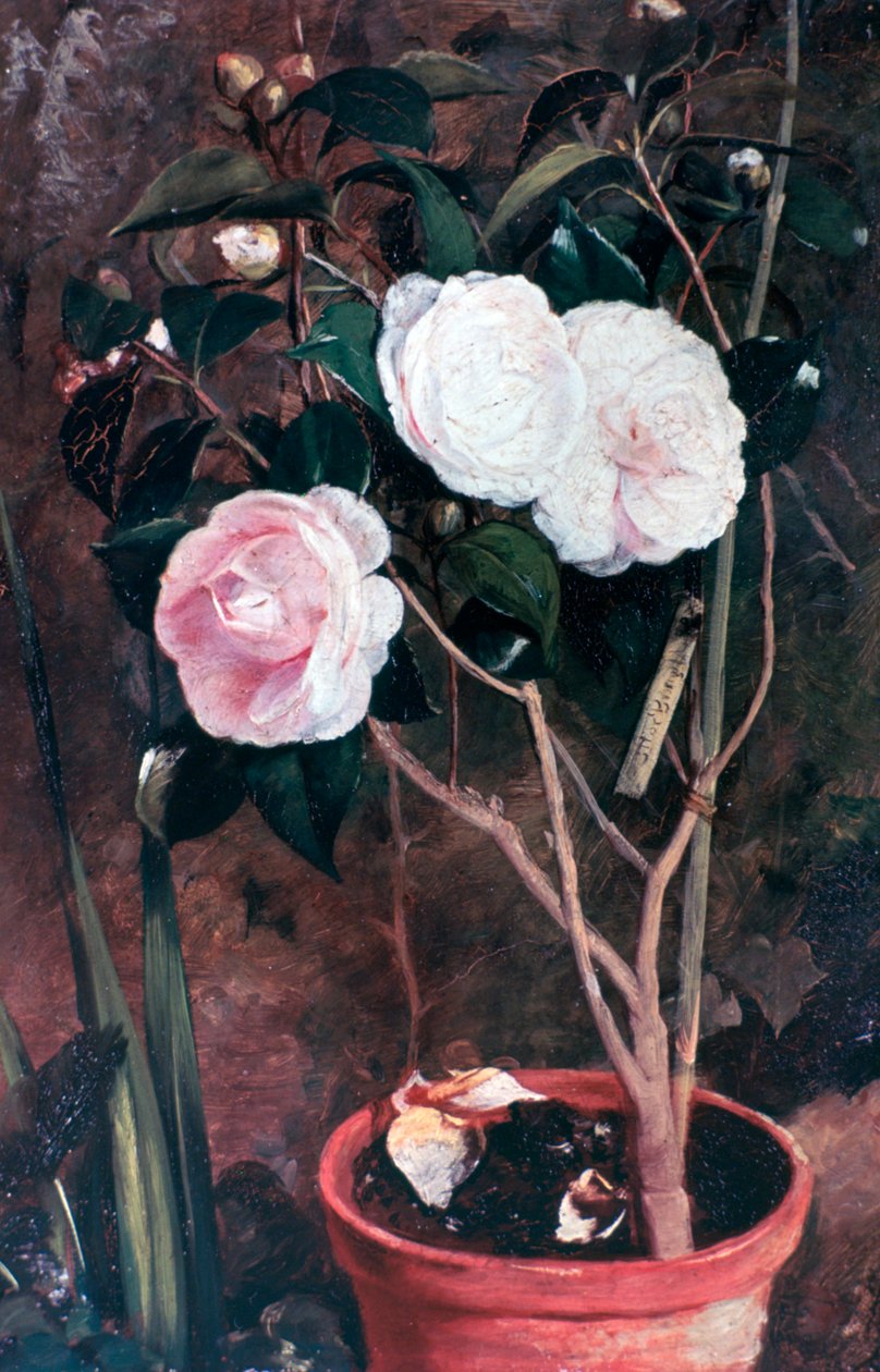 Camélias, século XIX de Antonio Maria Fabres y Costa