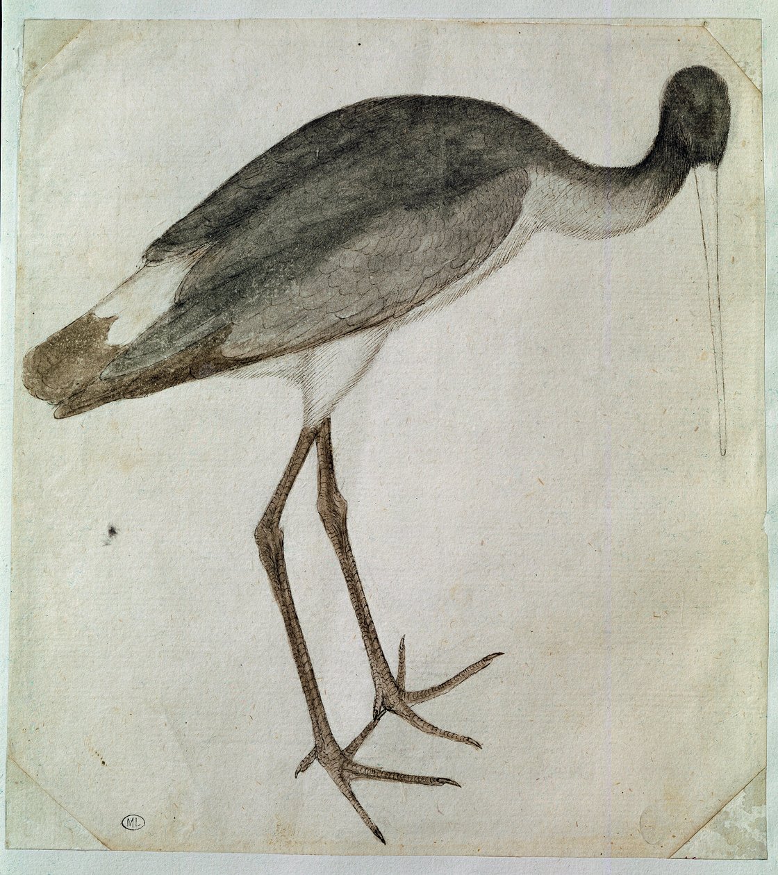 Uma cegonha preta de pé, virada para a direita. Desenho de Antonio di Puccio Pisano dit Pisanello (antes de 1395-1455). Tinta castanha, lavagem castanha, lavagem cinzenta, pedra preta, pena. Dim: 20,8x18,7cm. Louvre, Cabinet des dessins de Antonio Pisanello