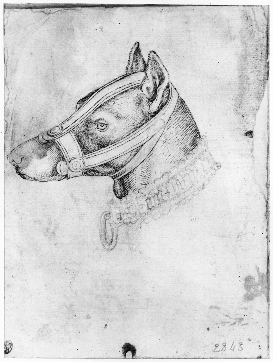 Cabeça de um cão amordaçado, do The Vallardi Album de Antonio Pisanello